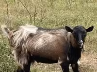 Ged, Nubian Goat — foto 1