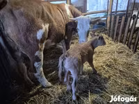 Үнээ, Simmental cattle — 1 зураг