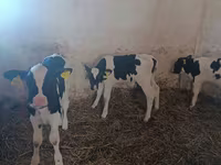 Bull, Cattle — photo 4