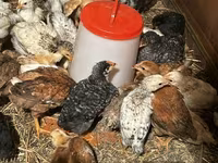 Chickens — ፎቶ 4