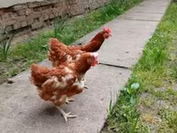 Chickens — عکس 1