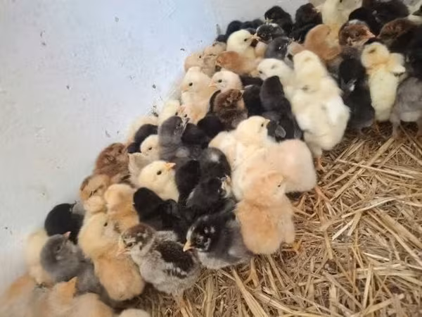 Chickens