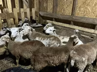 Vædder, Edilbay sheep — foto 8