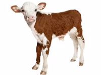Premixuri pentru animale şi păsări / Премиксы для птиц и животных — φωτογραφία 5