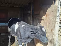 گاو نر, گاو — عکس 3