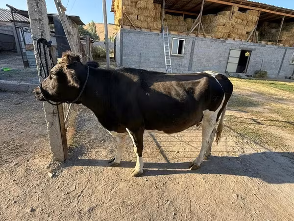 Крава, Russian Black pied cattle