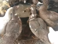 Ducks — foto 2