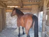 암말, Međimurje horse — 사진 2