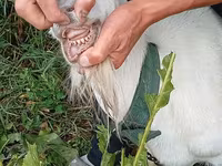 Kambing betina, Saanen goat — foto 2