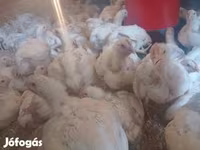 Chickens — foto 1