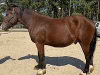 Hingst, Belgian Draught — foto 2