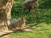 گوسفند (گروه، جنسیت مشخص نشده), گوسفند — عکس 4