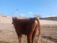 گاو و گوساله (گروه، جنسیت مشخص نشده), گاو — عکس 1