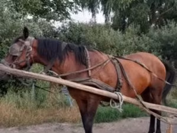 Klisna, Hucul pony