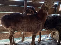 Қошқар, Hissar sheep — 1-сурет