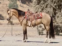 公马, Quarter Horse — 照片 4