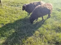 Schaap, Ouessant sheep — foto 7