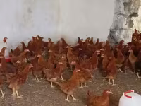 Chickens — الصورة 4