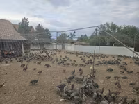 Guinea fowl — 照片 3