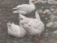 Geese — รูปภาพ 5