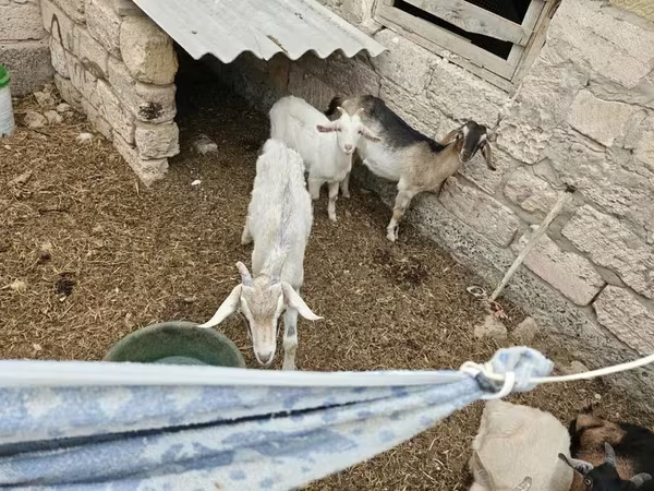 თხა, თხები