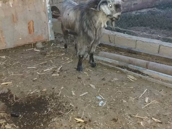 Țap, Damask goat