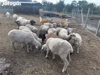 Schaap, Schapen — foto 5