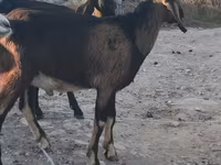 Ri’ lab, Nubian Goat — sawirka 2