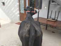 Үнээ, Үхэр мал — 4 зураг