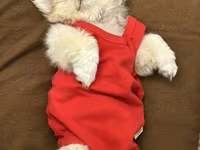 Reyal alıyıcıya endirim olunacaq Golden Pekinisdi üstündə daşıma — عکس 2