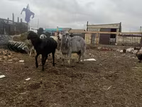 بکرا, Alpine goat — تصویر 3