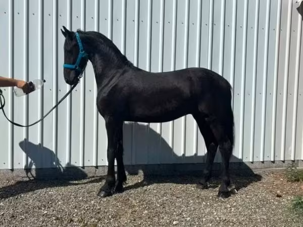 اسب نر, Dutch warmblood horse