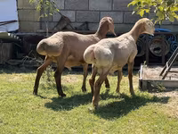 Baran, Edilbay sheep — zdjęcie 2