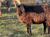 Montone, Pecore — foto 5