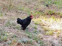 Chickens — รูปภาพ 1