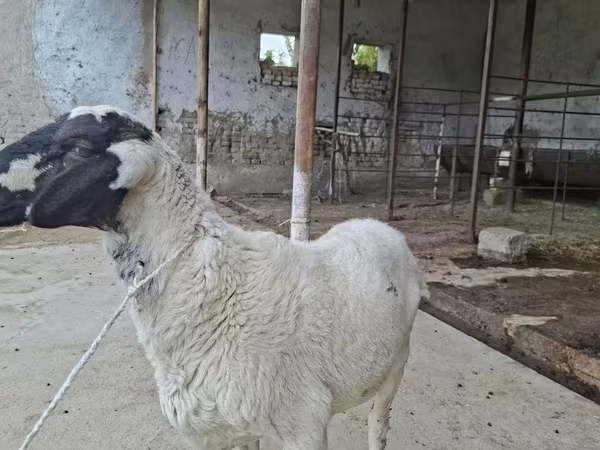 Koç, Blackheaded Persian sheep