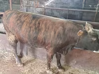 گاو نر, Simmental cattle — عکس 5