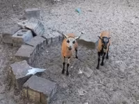 Овца, Cameroon sheep — снимка 4