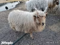 Vædder, Racka sheep — foto 7