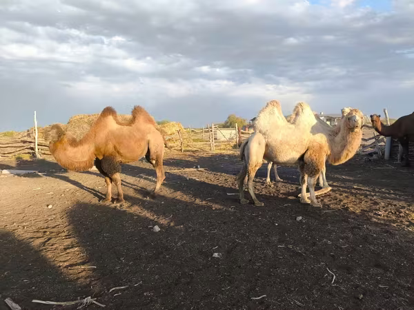 شتر ماده, Kazakh Bactrian camel