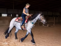Kůň, Percheron — foto 6