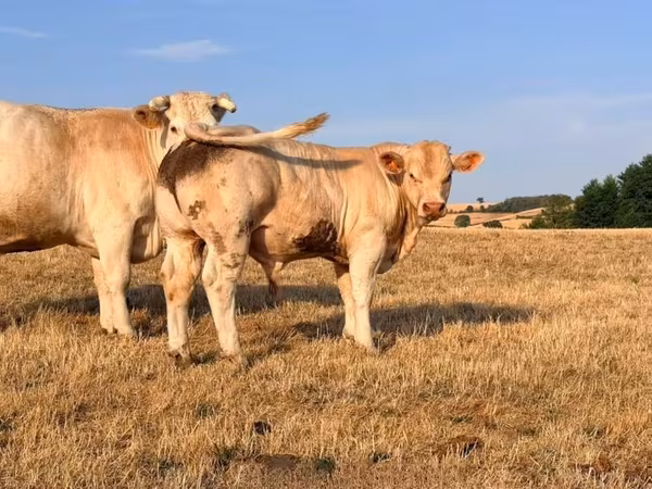 Bull, Charolais cattle — United Kingdom