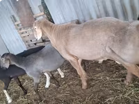 مینڈھا, Hissar sheep — تصویر 3