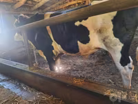 گاو نر, Simmental cattle — عکس 1