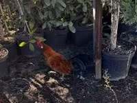 Japanisches Bantam — Foto 3