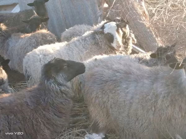 Sheep, Romanov sheep — Uzbekistan