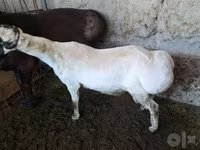 Ovan, Baerchuke sheep — fotografija 3