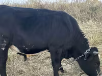 ወንድ በሬ, Aberdeen-Angus — ፎቶ 2