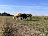 Klisna, Koně — foto 1