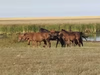 Cavallo, Cavalli — foto 5